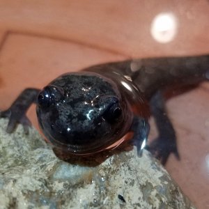 3 yr old 1 week post-morph