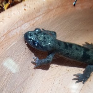 3 yr old 1 week post-morph