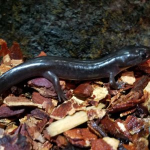 2yr old 80% morph