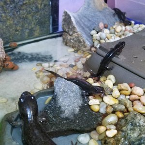 4yr old and 2yr-year-olds mid-morph