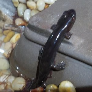 2yr old 70% morph