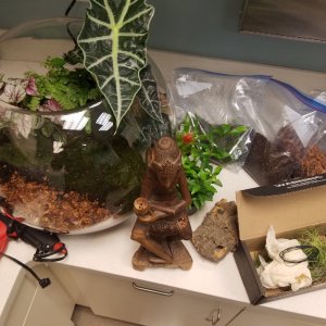 10: Raw materials: air plants (Tillandsia, Ionantha, etc.), small bromeliad, miniature ivy, chopped bark, crush coconut husk, sheet moss, concave cork