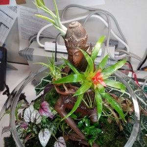 20: Completed terrarium.