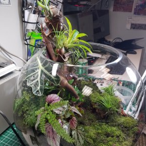 23: Completed terrarium.