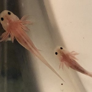 2 rfp babies