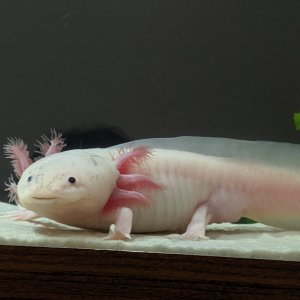 Axel