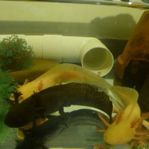 Inky, Pinky and young Taco