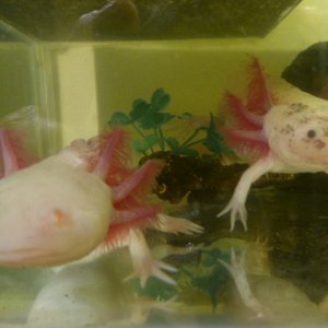 Flick, the white albino and his sister Shades