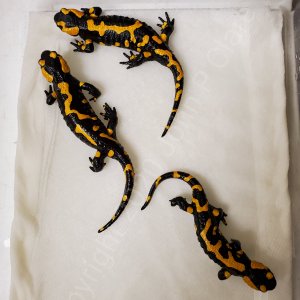 Fire Salamanders - 1.2 Salamandra s. salamandra "Beschkovi"