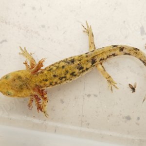 Portuguese Fire Salamander near metamorphosis