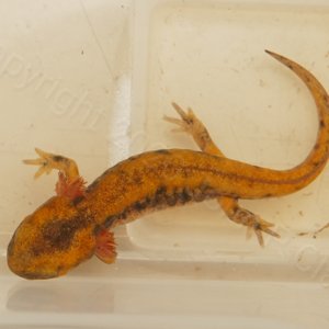Banded Fire Salamander near metamorphosis