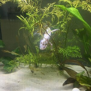 neco in his favorite plant