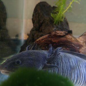 mudkip glamour shot 2