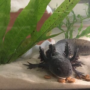 juvenile kip