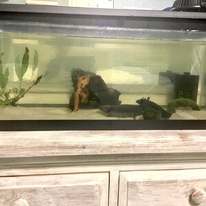 old tank