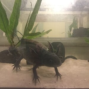 juvenile kip