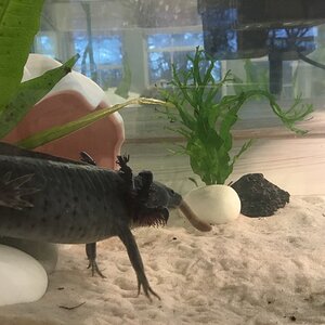 worm spaghetti