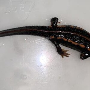 C. e. ensicauda juvenile with stripe and speckling