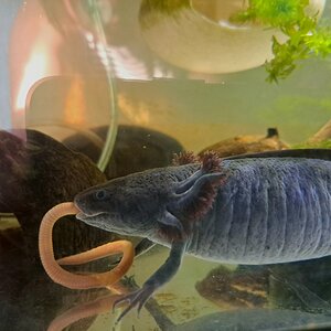 mudkip worm 2