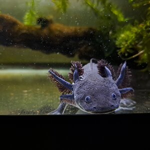 mudkip