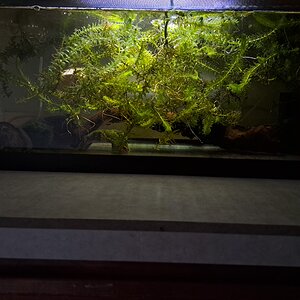 tank shot 2