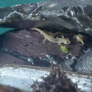 06.08 efts in cave.jpg