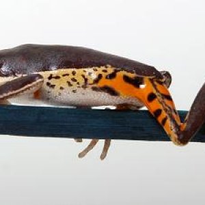Phyllomedusa hypochondrialis, tiger-legged monkey frog