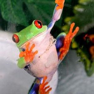 Agalychnis callidryas