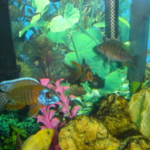A few fish I used to have. African cichlids, except for the orange clown loach