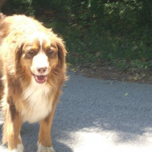 My doggie, his name is Red