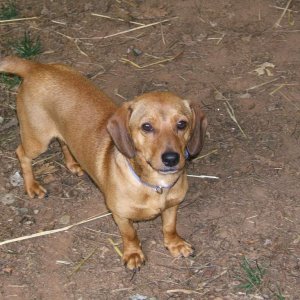 This is dan, one of my past dogs............