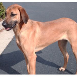 This is Nikki, a rescue dog i took care of.