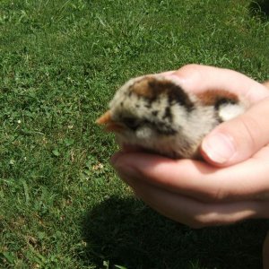 My friends chicken had babies, BORN ON MY BIRTHDAY!
