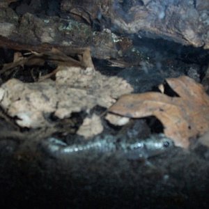 a. opacum