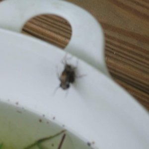 metemorphing Dragonfly