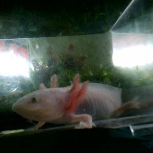 white axie to young to knowif it male or female
in its temp tank i was cleaning the tank