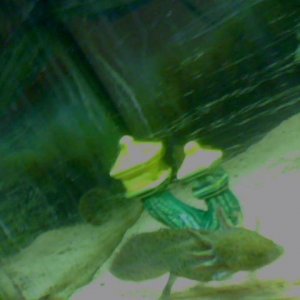green wild type swiming around