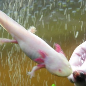 Peony   "bring it back!"