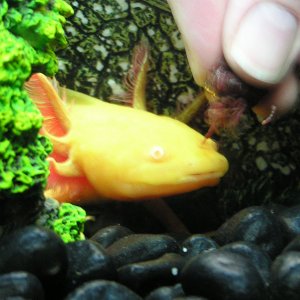 Sovereign's chow time.