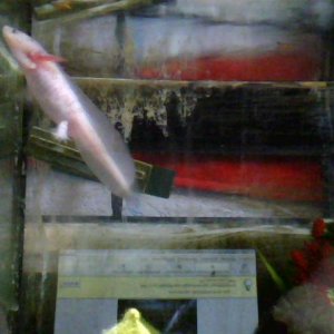 my white juvie on the pic you can see the pigmentation very small but very cute