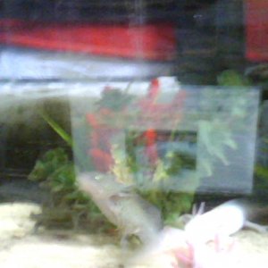 on this pic all my axies are displyed
