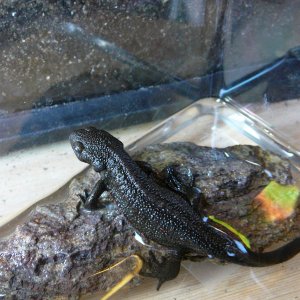 newt back - housed in quarantine because of cloudy eye
