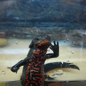 newt belly - housed in quarantine because of cloudy eye