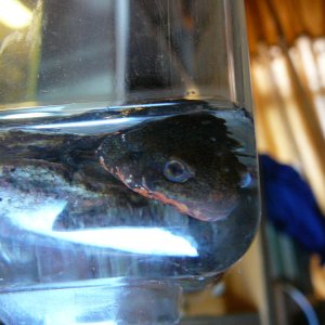 newt righteye - can see the normal looking right eye and the profile of the cloudy left eye - housed in quarantine because of cloudy eye - got camera 