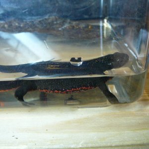 newt side - housed in quarantine because of cloudy eye