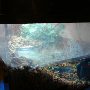 left side of toad enclosure - houses Bombina orientalis - original home of newt, but now I know better than keeping them together - this side has a ca