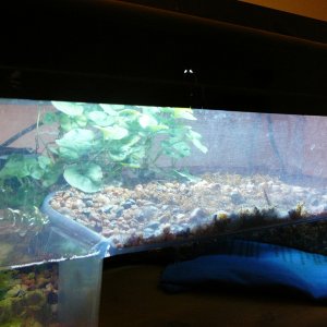 right side of toad enclosure - houses Bombina orientalis - original home of newt, but now I know better than keeping them together - this side has a w