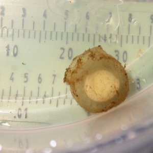 Necturus cf.beyeri egg CB '09