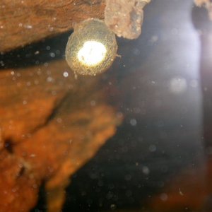 Fertile Necturus cf. beyeri egg (CB'09)