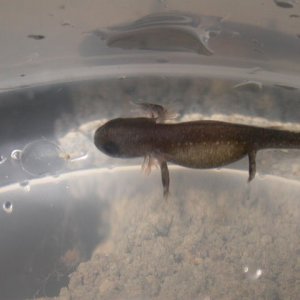 World's first ever CB Pachytriton archospotus.